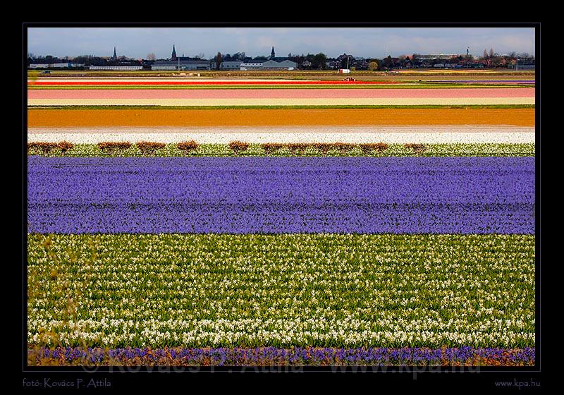 Keukenhof Hollandia 051.jpg